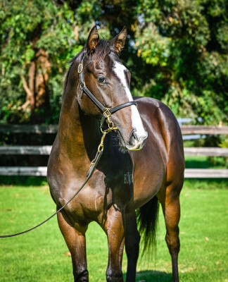 Lot 65: Graff / Silent Rage