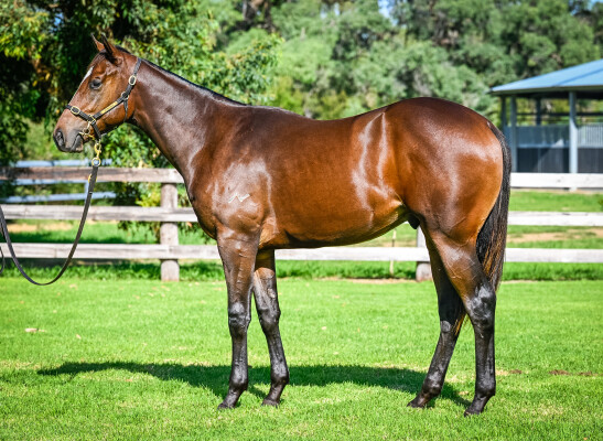 Lot 102: Wild Ruler / Tirone Miss