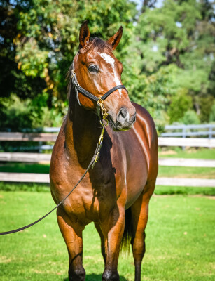 Lot 102: Wild Ruler / Tirone Miss