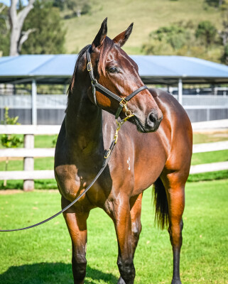 Lot 127: Wootton Bassett (GB) / Zezolla