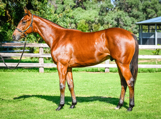 Lot 154: Admire Mars (JPN) / Bartoletta