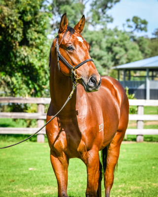Lot 154: Admire Mars (JPN) / Bartoletta