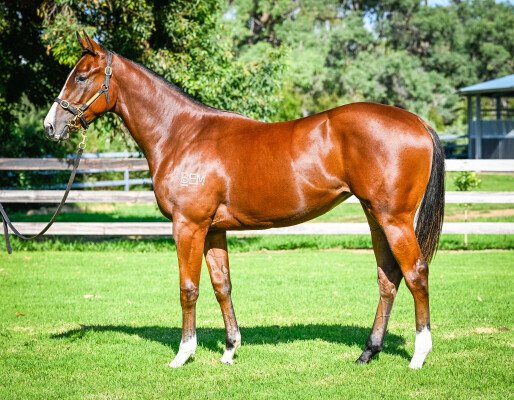 Lot 158: Yes Yes Yes / Bid'n'bare