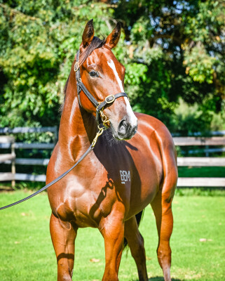 Lot 158: Yes Yes Yes / Bid'n'bare