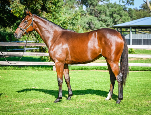 Lot 161: Microphone / Blazing Babe