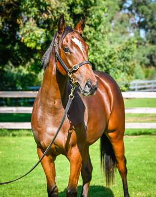 Lot 161: Microphone / Blazing Babe