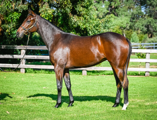 Lot 195: Harry Angel (IRE) / Day Dream