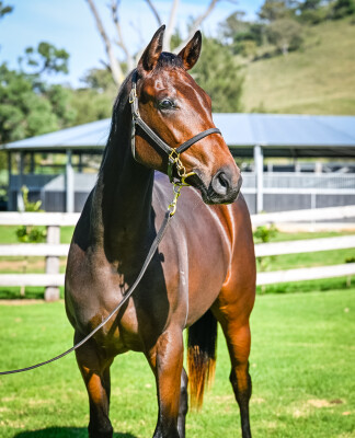 Lot 195: Harry Angel (IRE) / Day Dream