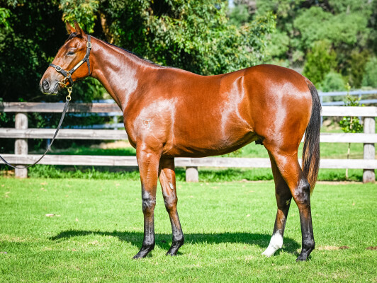 Lot 241: Saxon Warrior (JPN) / Inchita