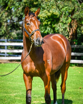 Lot 241: Saxon Warrior (JPN) / Inchita