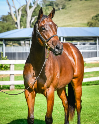 Lot 291: Supido / Mojo Moon