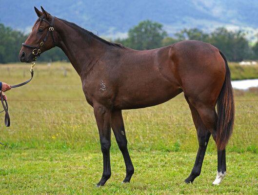 Lot 8: Wild Ruler / Onedayclosertoyou