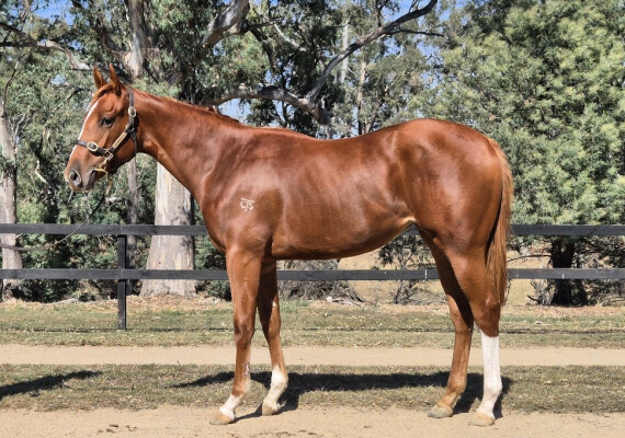 Lot 279: Ilovethiscity / Melveen