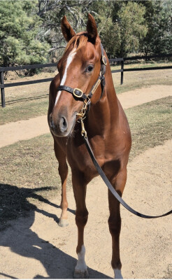 Lot 279: Ilovethiscity / Melveen