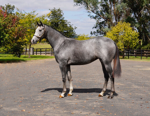 Lot 215: Headwater / French