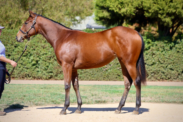 Lot 254: Snitzel / La Haraka