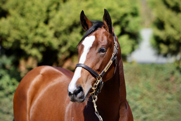 Lot 254: Snitzel / La Haraka