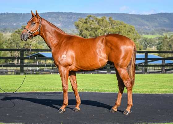 Lot 7: Graff / Oh Learned One