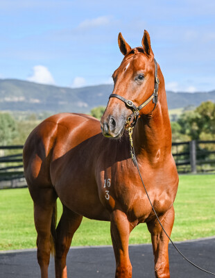 Lot 7: Graff / Oh Learned One