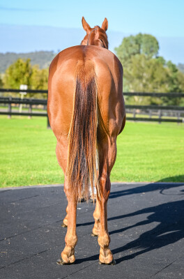 Lot 7: Graff / Oh Learned One