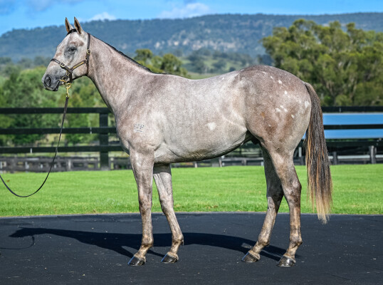 Lot 261: Graff / Little Nikkas