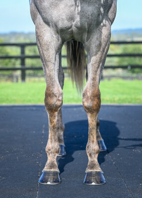 Lot 261: Graff / Little Nikkas