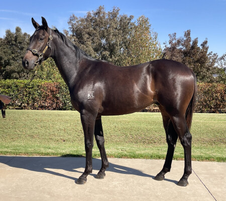 Lot 220: Headwater / Give Val a Ring