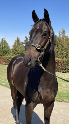 Lot 220: Headwater / Give Val a Ring