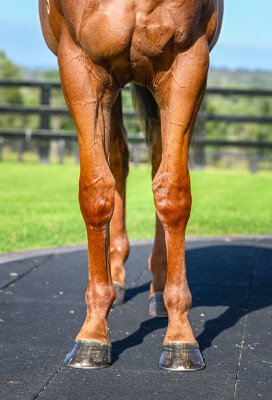 Lot 7: Graff / Oh Learned One