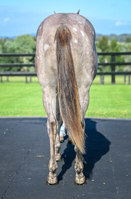 Lot 261: Graff / Little Nikkas