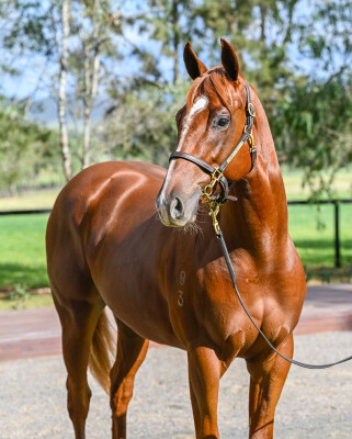 Lot 26: Time to Reign / Pricing Power