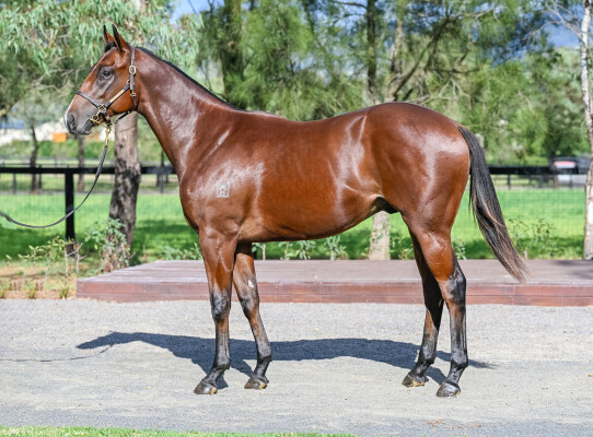 Lot 28: Russian Revolution / Princess Bride