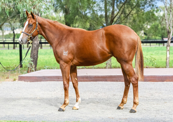 Lot 50: Russian Revolution / Sebring Sally