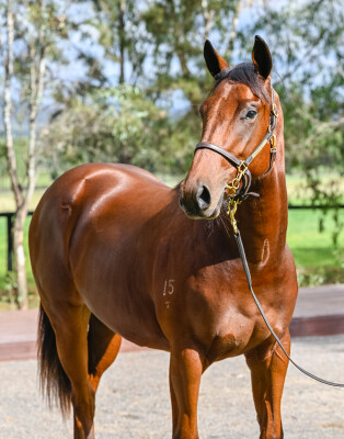 Lot 55: Profiteer / Shamurt