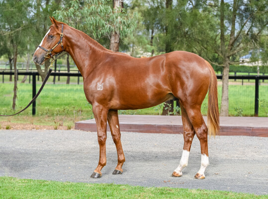 Lot 104: Palace Pier (GB) / Toorak Affair