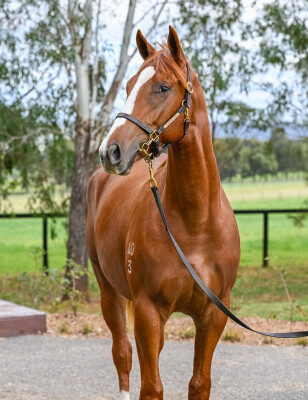 Lot 104: Palace Pier (GB) / Toorak Affair