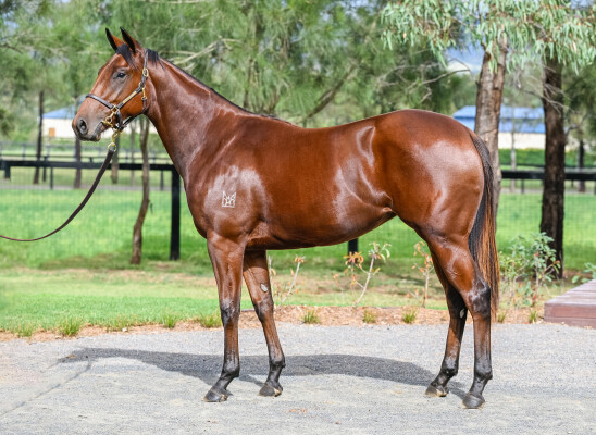 Lot 55: Profiteer / Shamurt