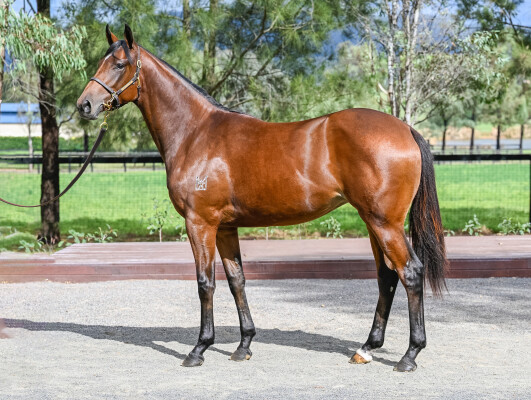Lot 122: So You Think (NZ) / Wonderbabe