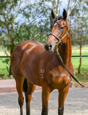 Lot 122: So You Think (NZ) / Wonderbabe