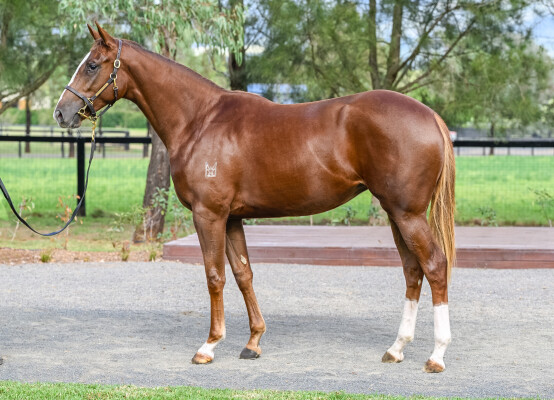 Lot 134: Profiteer / After the Dream (NZ)