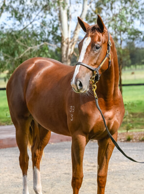 Lot 134: Profiteer / After the Dream (NZ)