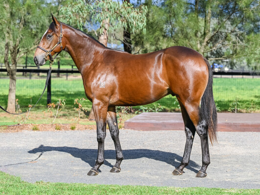 Lot 150: Wild Ruler / Aunt Mimi