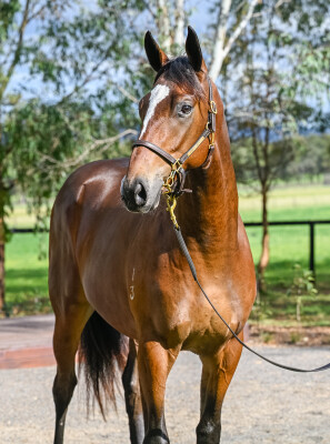 Lot 150: Wild Ruler / Aunt Mimi