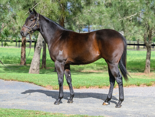 Lot 151: Supido / Axel Bling