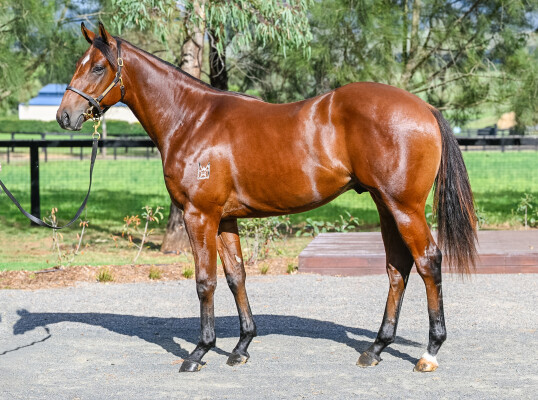 Lot 166: Tiger of Malay / Buffy