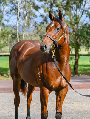 Lot 166: Tiger of Malay / Buffy