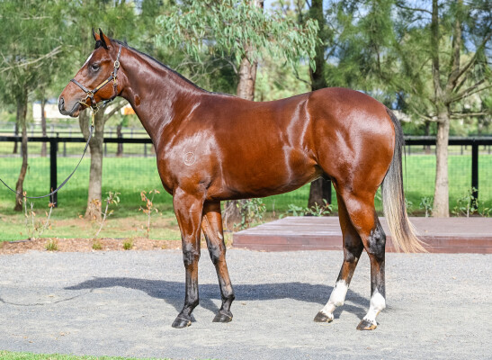 Lot 222: Captivant / Gliding