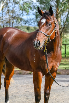 Lot 222: Captivant / Gliding