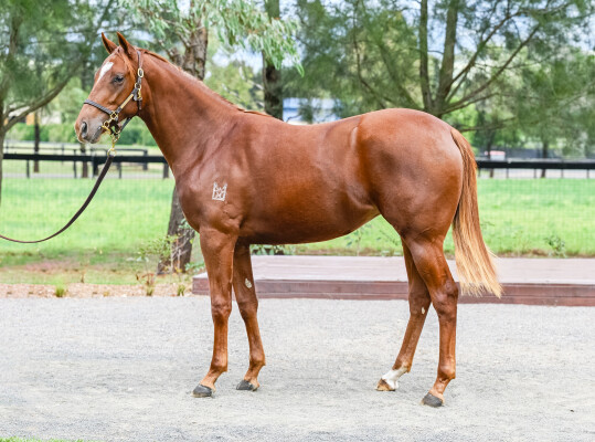 Lot 223: Farnan / Global Sanction