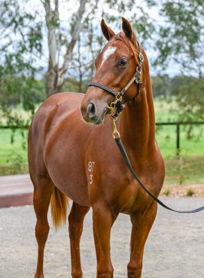 Lot 223: Farnan / Global Sanction